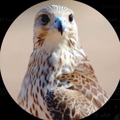 alalati221's profile picture