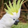 JrooCockatoo's profile picture