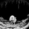 Room-Sized Elephant 的头像