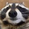 simplyshoxx's profile picture