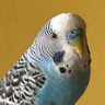 VmVaughan's profile picture