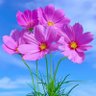 Фото профиля Flowercute