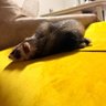 きつね profil fotoğrafı