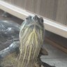 Фото профиля Ω Mr.Turtle Ω
