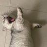 Linh (✱,✱) 的头像