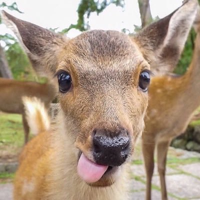 Vivii's profile picture