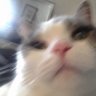 Profilbild von Xia