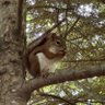 MaineJumbo🌲🦞 profil fotoğrafı