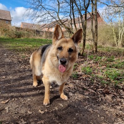 LeonieWoolf's profile picture