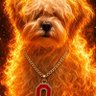 Angry Buckeye 🔥🔥 的头像
