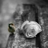 Фото профиля أميــــ الوائلي ــــر 🥀