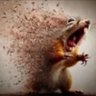 the red chipmunk's profile picture
