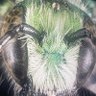 Profilbild von REDHAWK