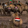 يونس profil fotoğrafı