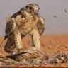 سيف العريفي's profile picture