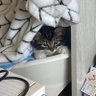 らっこ 的头像