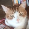 Marco Katz Montiel (ell@/l@/su)'s profile picture