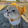 Profilbild von ชาไทย🧋