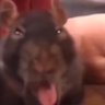 the goober 的头像