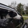Doozy's profile picture