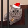 โอลาฟชอบแงว😸's profile picture