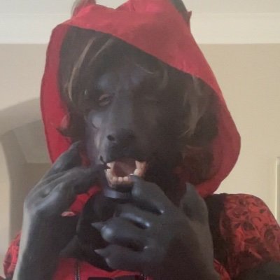 DracktheDoggo's profile picture