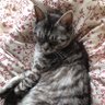 つきのふね profil fotoğrafı