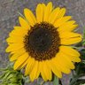 おかやマニア profil fotoğrafı
