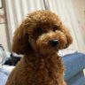 びちくそまる's profile picture