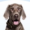 Goodboy profil fotoğrafı
