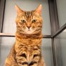 bodoo profil fotoğrafı