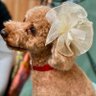 Фото профиля うみ🐩