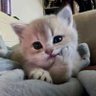 もちむぎ 的头像