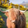 Hairy Coo 的头像