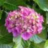 ☆☆うえぽむ☆☆ 的头像