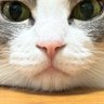 ももん profil fotoğrafı