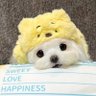 JingJing's profile picture