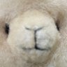 クケオ's profile picture