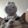 Profilbild von yhyzx
