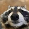 Profilbild von Pavlo