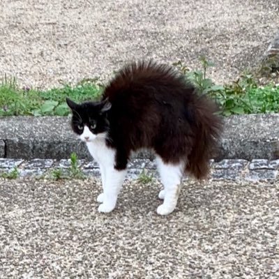 academiccatt's profile picture