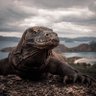 Profilbild von komando ejderi