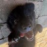 roxi profil fotoğrafı