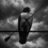 Je surveille tout's profile picture