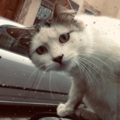 misstbg96's profile picture