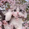 中村咲's profile picture