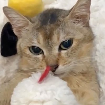 InfiniteGatos's profile picture