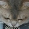 呼噜噜's profile picture