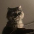 5grir's profile picture