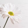 Letting Go 🌼🍃 profil fotoğrafı